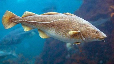 木瓜蛋白酶、堿性蛋白酶制備魚皮膠原蛋白肽的工藝控制點