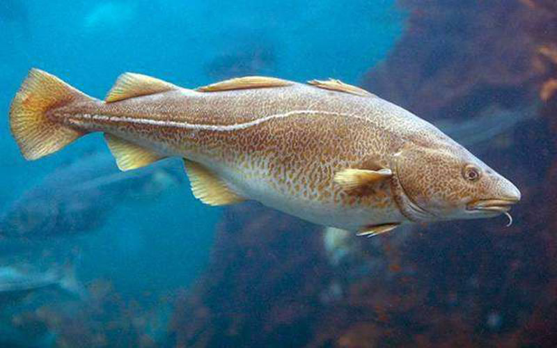 深海鱈魚(yú)