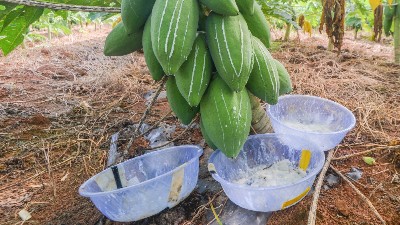 木瓜蛋白酶、風(fēng)味酶在寵物誘食風(fēng)味劑中的應(yīng)用