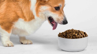 寵物飼料誘食劑是用什么做的？酶制劑很重要